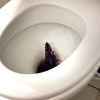 Patkány került egy panelház wc csészéjébe?